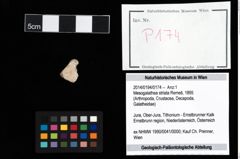 Foto (Objekt + Etikett) von Mesogalathea striata (Remeš, 1895)  (NHMW-GEO-2014-0194-0174)